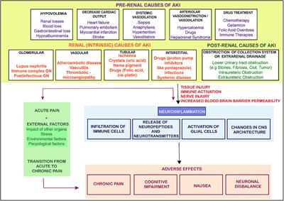 Neuroimmune Mechanisms in Signaling of Pain During Acute Kidney Injury (AKI)